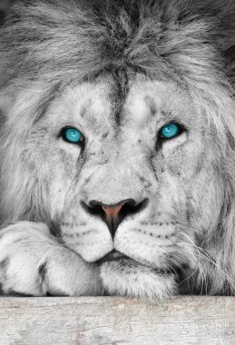 Aslan albino mavi gözlü, yakın plan. Nesli tükenmekte olan aslan türü