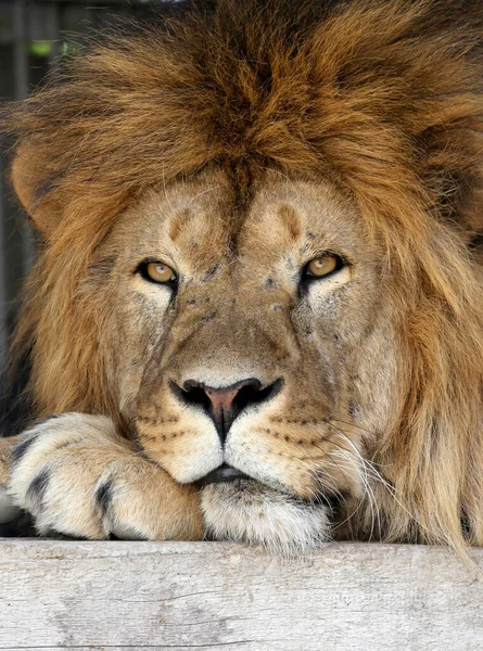 A lion is resting on a hot summer day. Close-up of an adult lion