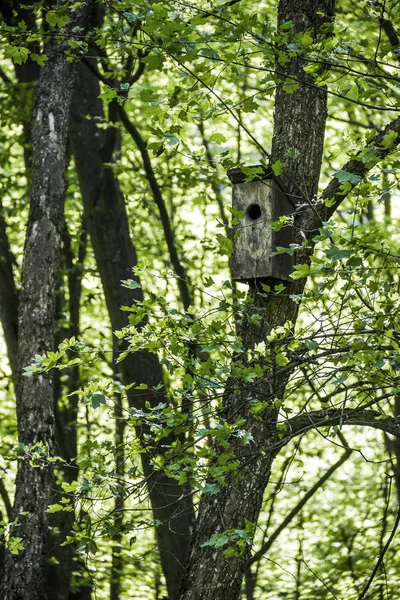 Staré Dřevěné Ptačí Dům Javorový Strom Lese — Stock fotografie
