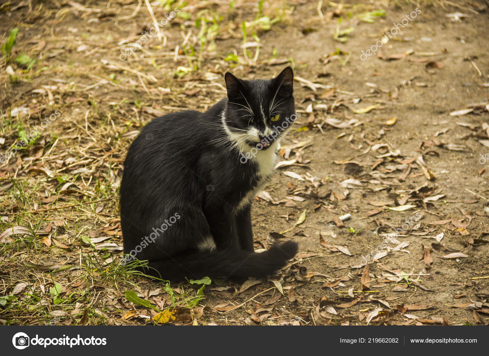Close Schwarz Streunende Katze Natur Stockfoto Pitroviz