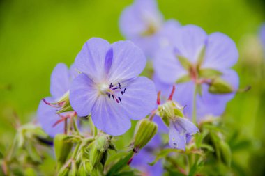 çayır cranesbill (Sardunya pratense yakın çekim mavi çiçekler)