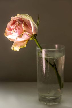 yakın çekim bir pembe gül cam kurutulmuş