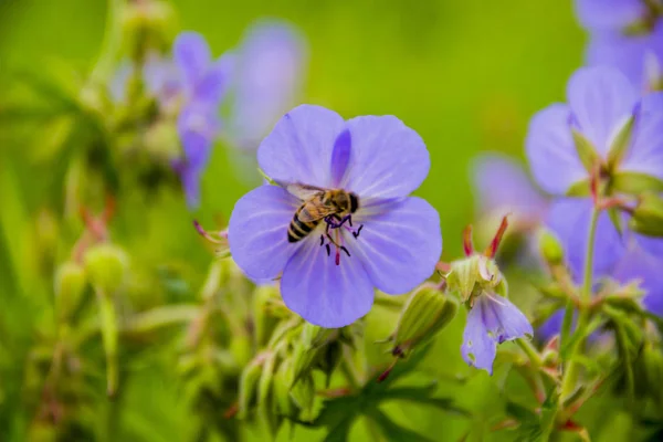 草原クレインズビル ゼラニウム Pratense の青い花のクローズ アップの蜂 — ストック写真