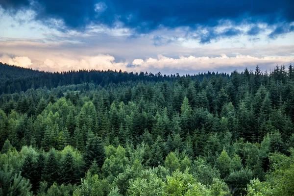 Širokoúhlý Objektiv Smrkových Karpatského Lesa — Stock fotografie