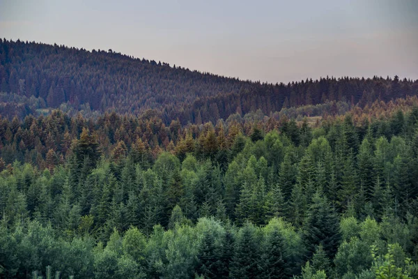 Vue Large Forêt Des Carpates Épinette — Photo