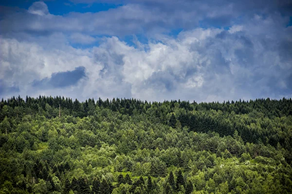 Vue Large Forêt Des Carpates Épinette — Photo