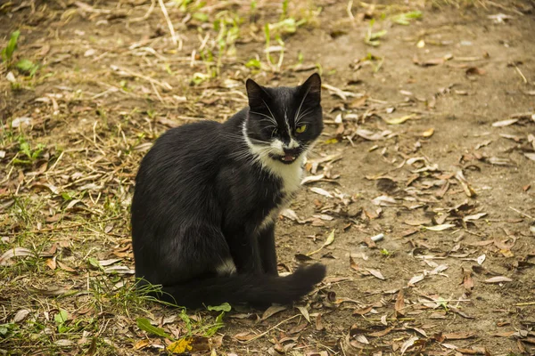 Närbild Svart Ströva Katt Naturen — Stockfoto