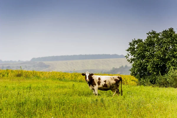 Una Grazna Pastando Campo Hierba Verde —  Fotos de Stock