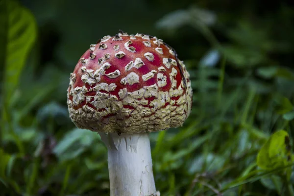 close-up of poisonous mushroom Amanita Muscaria