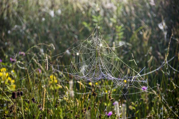 Zbliżenie Spiderweb Krople Łące Rano — Zdjęcie stockowe