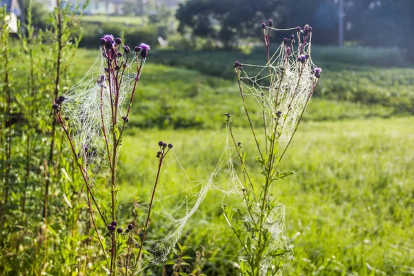 Close Van Spinrag Met Druppels Ochtend Weide — Stockfoto