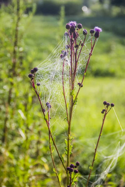 Close Spiderweb Drops Morning Meadow — Stock Photo, Image