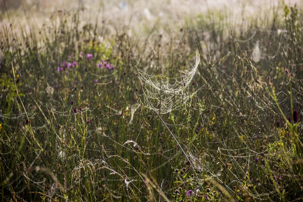 Zbliżenie Spiderweb Krople Łące Rano — Zdjęcie stockowe