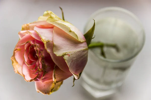 Nahaufnahme Einer Getrockneten Rosa Rose Glas — Stockfoto