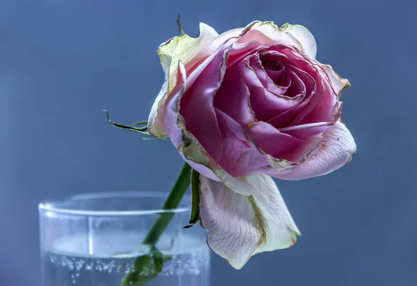 Close Een Gedroogd Roze Roos Het Glas — Stockfoto