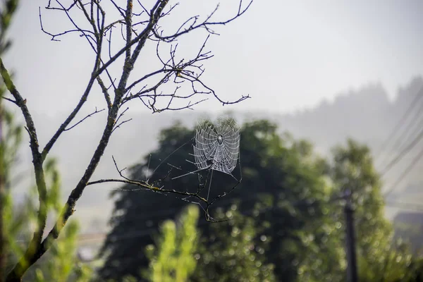 Gros Plan Toile Araignée Avec Des Gouttes Arbre — Photo