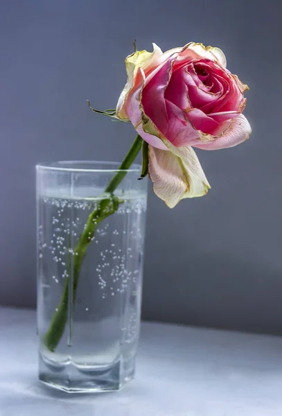 Close Een Gedroogd Roze Roos Het Glas — Stockfoto