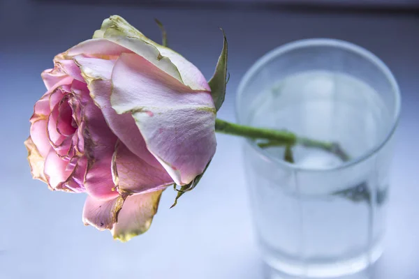 Nahaufnahme Einer Getrockneten Rosa Rose Glas — Stockfoto