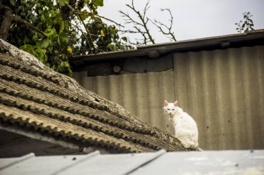 eski köy evi çatıda oturan beyaz kedi
