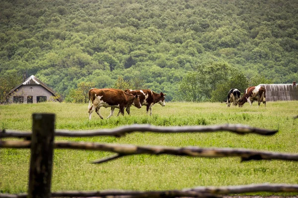 Vacas Pastando Campo Hierba Verde —  Fotos de Stock