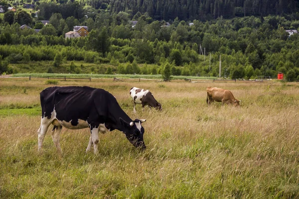Vacas Pastando Campo Grama Verde — Fotografia de Stock