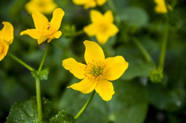 marsh kadife çiçeği (caltha palustris radicans yakın çekim sarı çiçek çiçekler)
