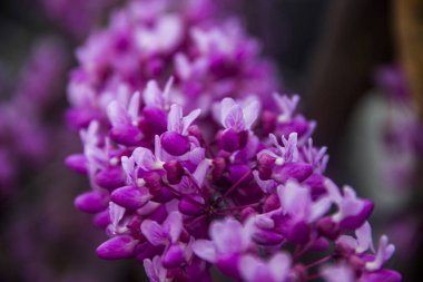Çin erguvan (Cercis chinensis yakın çekim kırmızı çiçekler)