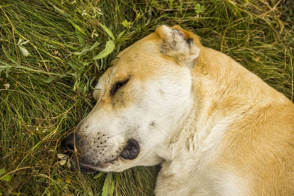 Close Head Big Alabai Laying Ground — Stock Photo, Image