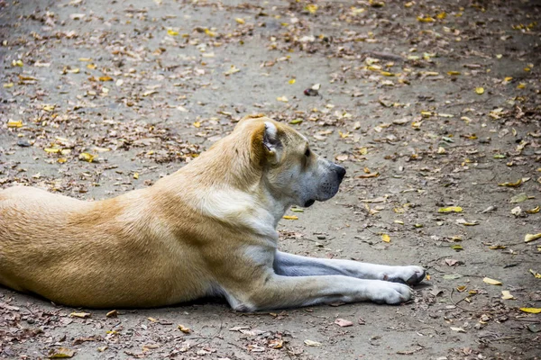 Big Alabai Central Asian Shepherd Dog Sitting Ground — Stock Photo, Image