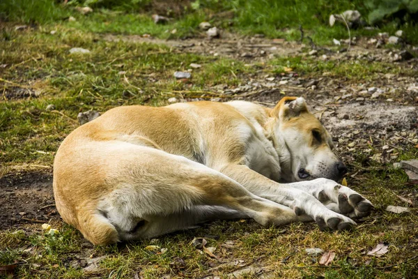 Big Alabai Central Asian Shepherd Dog Laying Ground — Stock Photo, Image