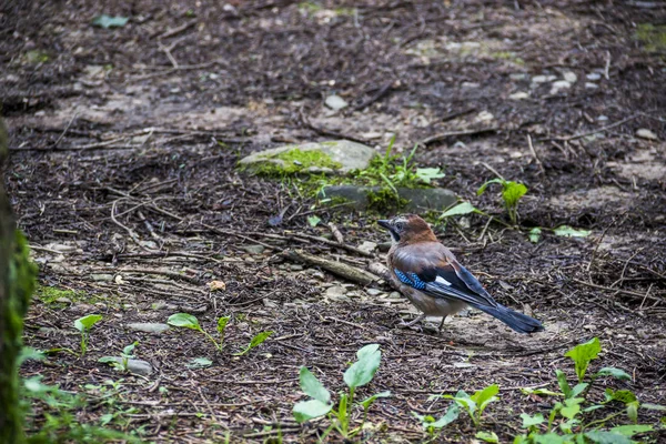 Jovem Eurasiático Gaio Garrulus Glandarius — Fotografia de Stock