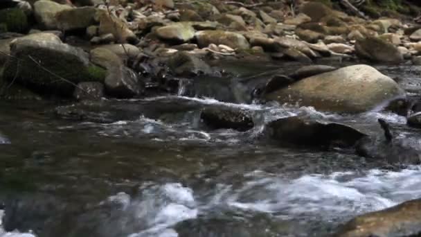 Primo Piano Del Piccolo Fiume Veloce Nella Foresta — Video Stock