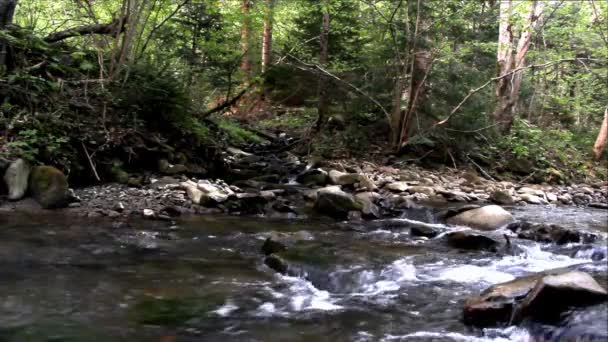 gros plan de la petite rivière rapide dans la forêt 