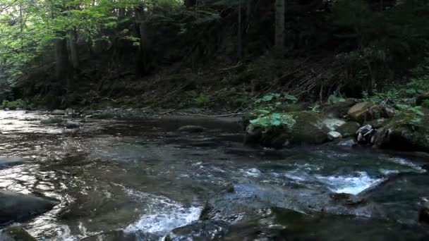 Närbild Liten Snabb Flod Skogen — Stockvideo