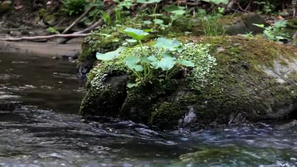 Primer Plano Del Pequeño Río Rápido Bosque — Vídeos de Stock