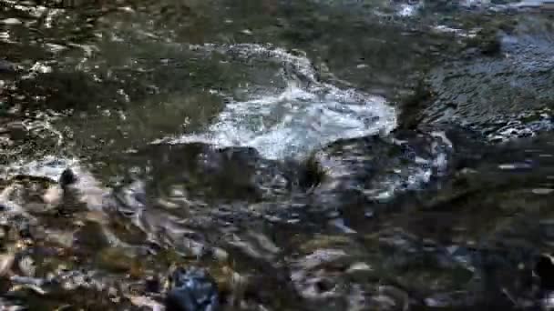 森の小さな高速川のクローズ アップ — ストック動画