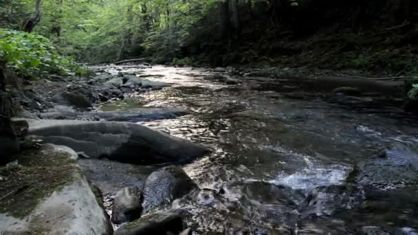 Крупный План Небольшой Быстрой Реки Лесу — стоковое видео