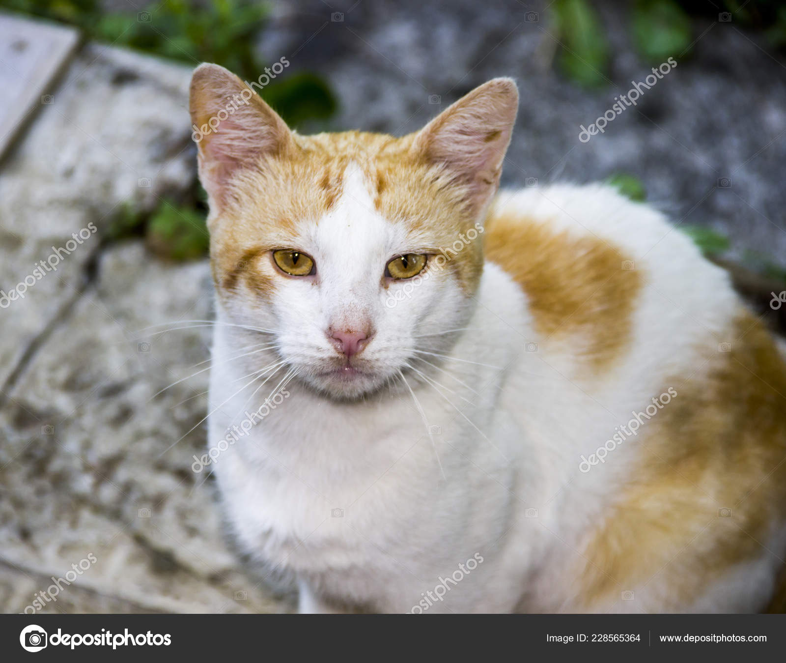 cat with orange on head