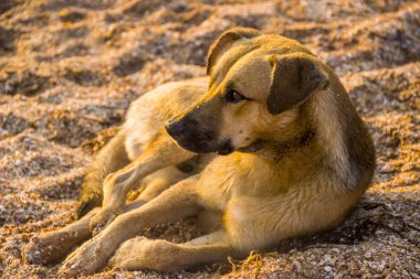 Sahilde oturan yakın çekim melez köpek