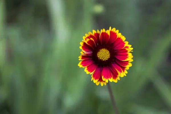 Nahaufnahme Blühende Blume Decke Blume Gaillardia Aristata — Stockfoto