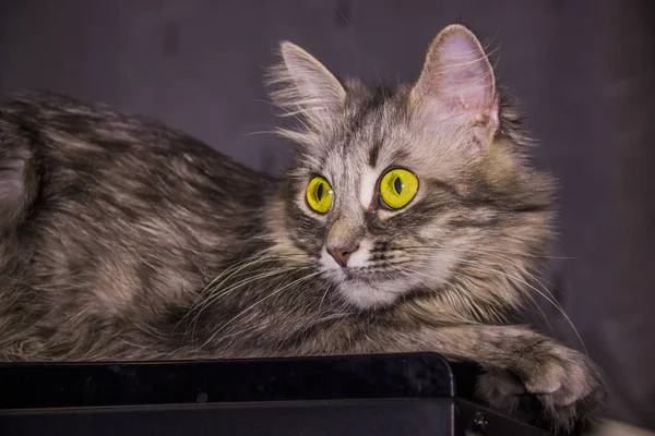 Eine Graue Katze Mit Großen Gelben Augen Sitzt Gehäuse Des — Stockfoto