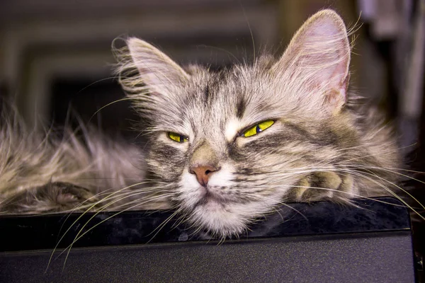 Nahaufnahme Des Kopfes Der Schlafenden Katze — Stockfoto