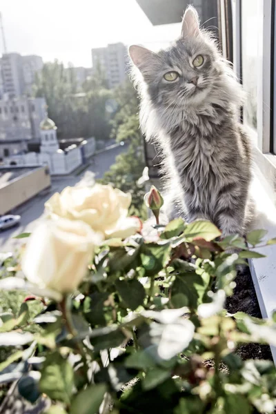Grey Cat Big Yellow Eyes Sitting Balcony Tub Roses — Stock Photo, Image