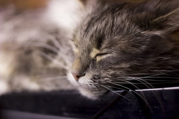 Γκρο Πλαν Από Κεφάλι Της Γάτας Στον Ύπνο — Φωτογραφία Αρχείου