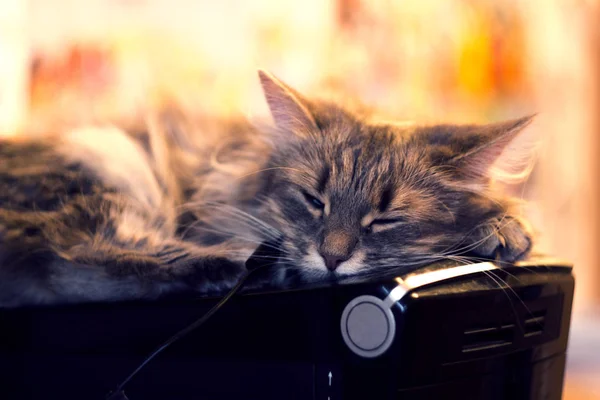 Grey Cat Sleeping Computer System Case — Stock Photo, Image