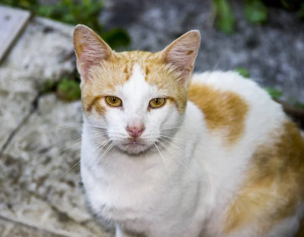 자연에서 흰색과 오렌지색 고양이의 머리의 클로즈업 — 스톡 사진