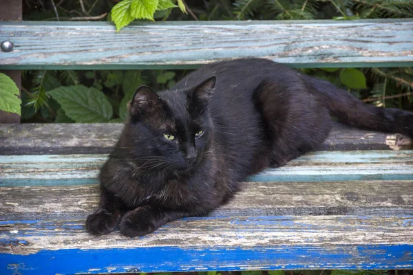 Black Cat Sitting Wooden Bench — Stock Photo, Image