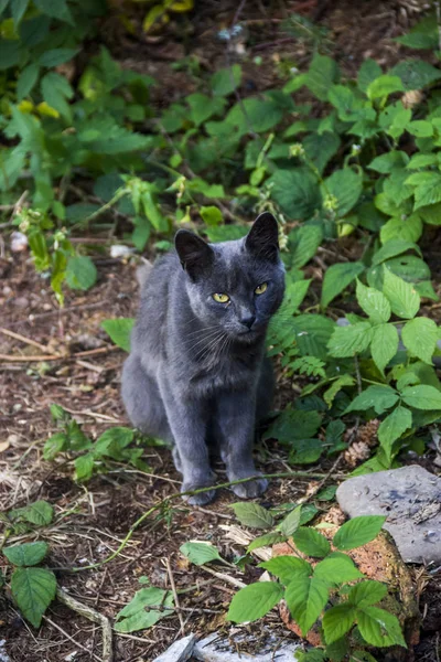 Close Grey Cat Nature — Stock Photo, Image