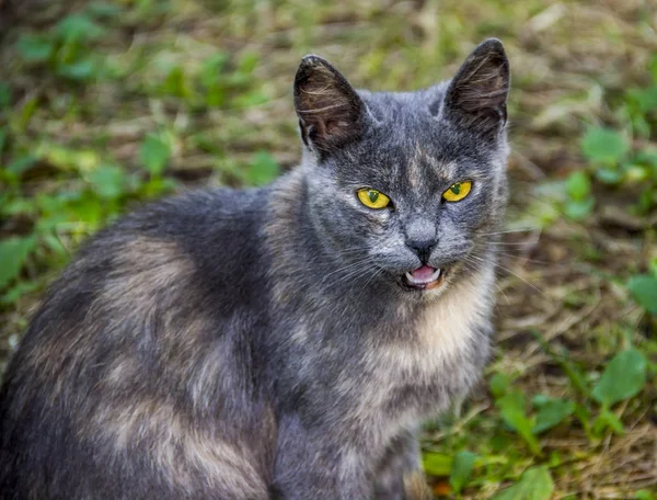 Close Head Grey Cat Nature — Stock Photo, Image