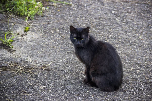 Μια Μαύρη Γάτα Κάθεται Άσφαλτο — Φωτογραφία Αρχείου